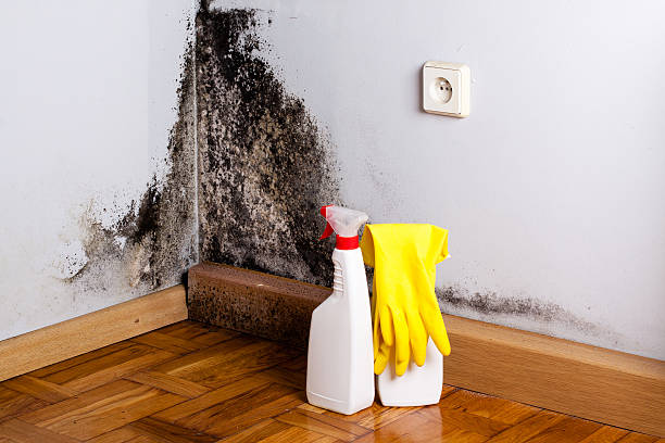 Best Air Quality Testing for Mold Spores  in Dunkirk, NY